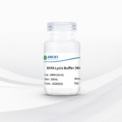 RIPA Lysis Buffer (Weak)