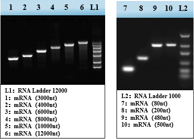 BP-01-50 T7 High-Efficiency Transcription Kit: Figure 1 Transcription of DNA templates of varying lengths using the T7 High-Efficiency Transcription Kit