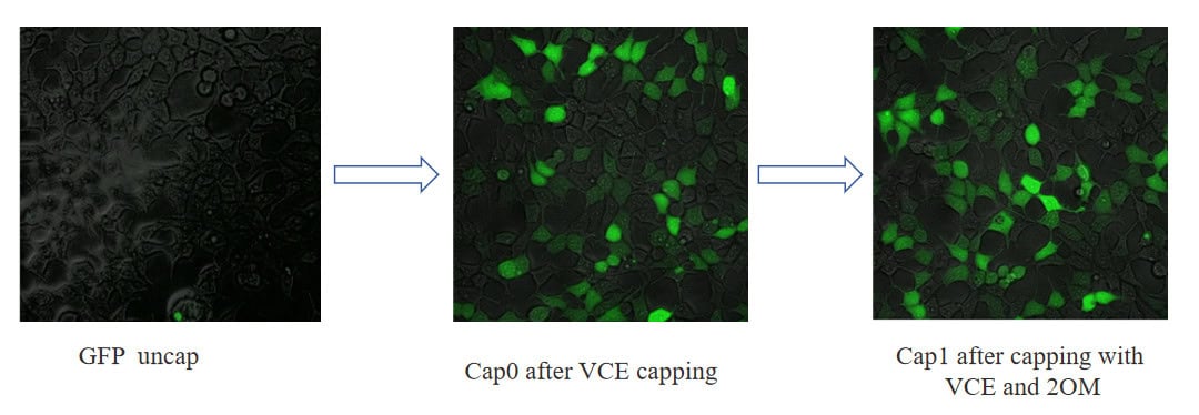 BP-04-50 mRNA Capping Kit: Figure 2 The fluorescence intensity results of mRNA-GFP prepared at different stages.