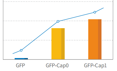 BP-04-50 mRNA Capping Kit: Figure 3 Statistical results of the fluorescence intensities of mRNA-GFP prepared at different stages.