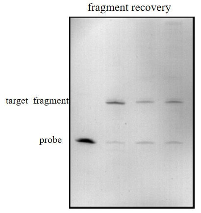 BP-05-10 Pre-treatment Kit for mRNA Capping Rate Detection: Figure 1 Urea-PAGE gel image after digestion(left) and recovery(right).