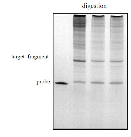 BP-05-10 Pre-treatment Kit for mRNA Capping Rate Detection: Figure 1 Urea-PAGE gel image after digestion(left) and recovery(right).