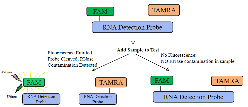 BP-06-100 RNase Residual Quantitative Detection Kit: Figure 1 Schematic diagram of the Biori RNase Residual Quantitative Detection Kit