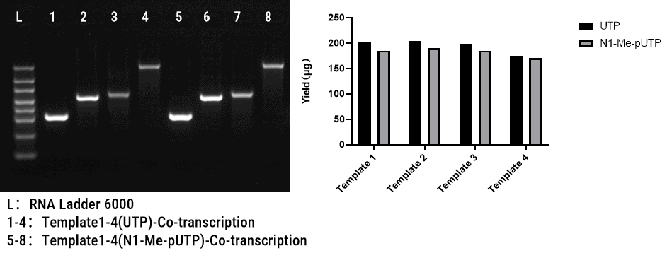 BP-07-50 mRNA Co-transcription and Synthesis Kit: Figure 1 Performance of the Biori mRNA Co-transcription and Synthesis Kit with four DNA templates using UTP or N1-Me-pUTP. (Left: agarose gel electrophoresis of RNA transcripts; Right: transcription yields comparing UTP and N1-Me-pUTP across the four templates.)