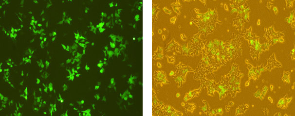 BP-07-50 mRNA Co-transcription and Synthesis Kit: Figure 3 eGFP expression in 293T cells transfected with Cap1-mRNA