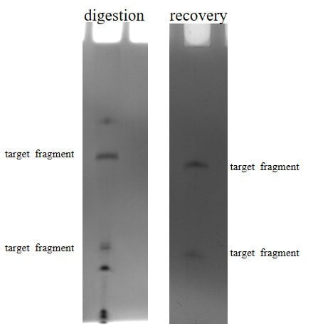 BP-11-10 Pre-treatment Kit for mRNA Poly A Distribution Detection: Figure 1 The result of denaturation electrophoresis after sample enzymatic digestion(left);The results of denaturation electrophoresis after sample recovery(right).