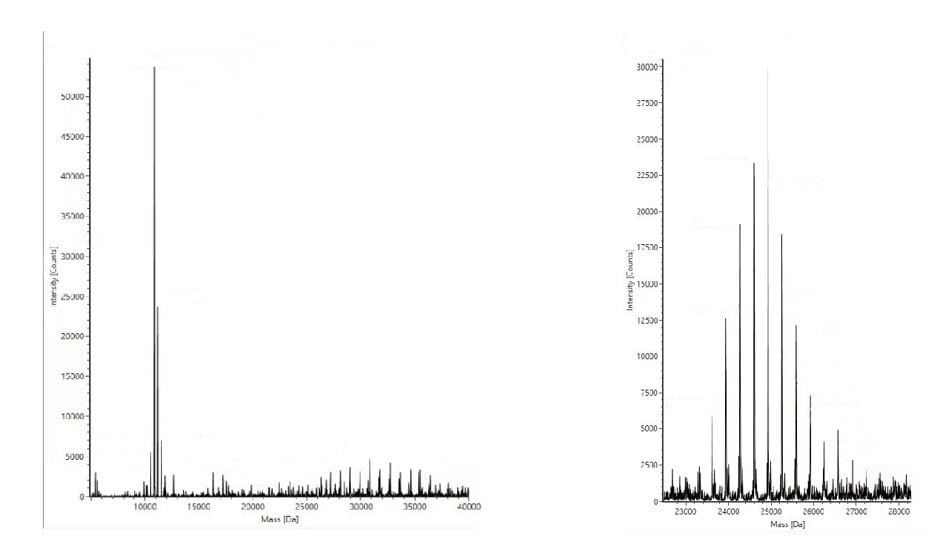 BP-11-10 Pre-treatment Kit for mRNA Poly A Distribution Detection: Figure 3 The Poly(A) tail of 30 + 70 distribution in the mass spectrometry result of LC-MS.