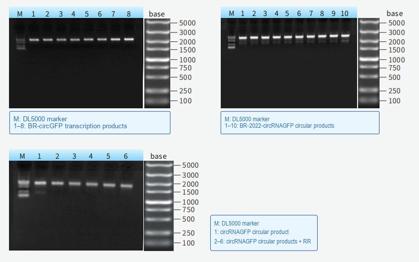 BP-13-50 CircRNA Synthesis Kit: Figure 1 Three-stage workflow of circRNA synthesis: transcription, circularization, and RNase R purification.
