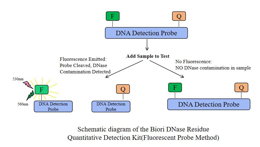BP-16 DNase Residual Quantitative Detection Kit (Fluorescent Probe Method): Figure 1 Schematic diagram of the Biori DNase Residual Quantitative Detection Kit (Fluorescent Probe Method).