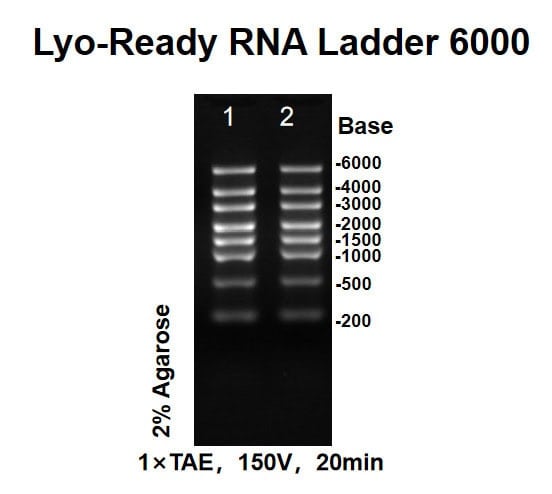BP-F10-50 Lyo-ready RNA Ladder 6000: Figure 1 Agarose gel results after storage at room temperature for 16 days