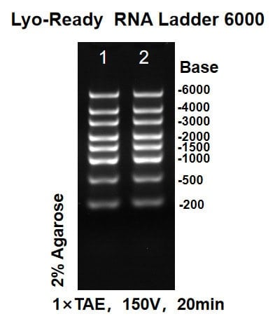 BP-F10-50 Lyo-ready RNA Ladder 6000: Figure 2 Agarose electrophoresis results after 10 repeated lid-opening cycles