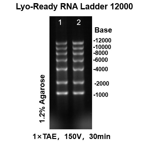 BP-F15-50 Lyo-ready RNA Ladder 12000: Figure 1 Agarose gel results after storage at 25°C for 14 days