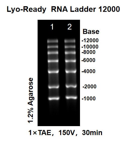 BP-F15-50 Lyo-ready RNA Ladder 12000: Figure 2 Agarose electrophoresis results after 10 repeated lid-opening cycles