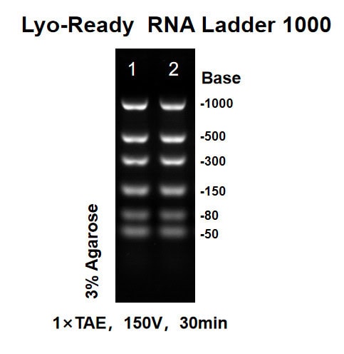 BP-F20-50 Lyo-ready RNA Ladder 1000: Figure 1 Agarose gel results after storage at room temperature for 16 days