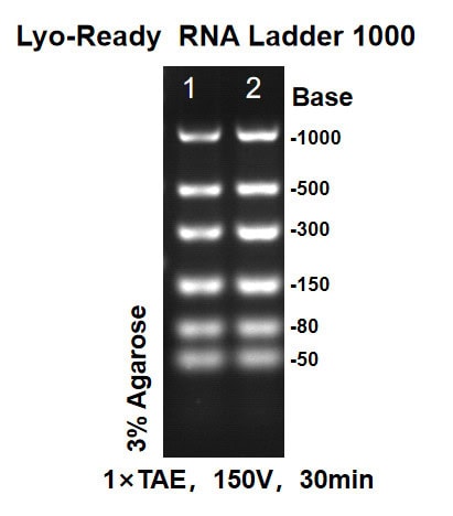 BP-F20-50 Lyo-ready RNA Ladder 1000: Figure 2 Agarose electrophoresis results after 10 repeated lid-opening cycles