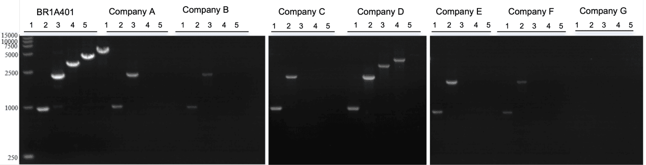 BR1A401 AcuGenix™ HandyAmp Fast PCR Master Mix (Dye plus): Rapid Amplification