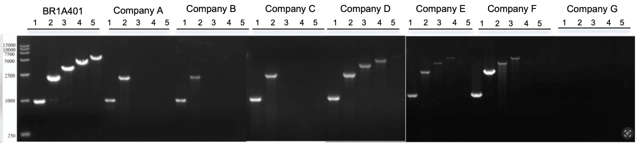 BR1A401 AcuGenix™ HandyAmp Fast PCR Master Mix (Dye plus): Rapid Amplification