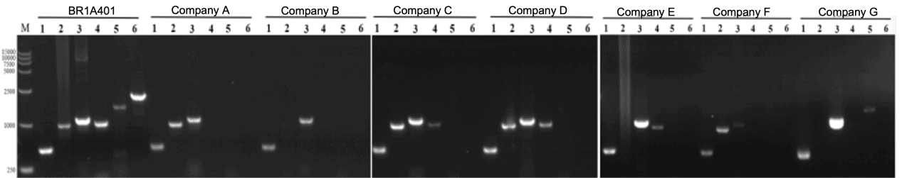 BR1A401 AcuGenix™ HandyAmp Fast PCR Master Mix (Dye plus): Rapid Amplification of DNA Fragments within 2 kb (Genomic DNA or Crude Templates)