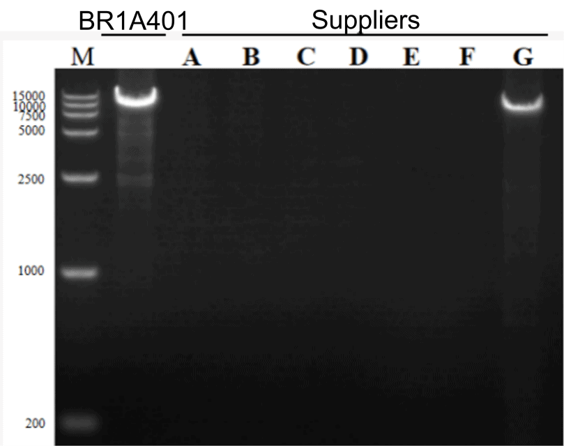 BR1A401 AcuGenix™ HandyAmp Fast PCR Master Mix (Dye plus): Rapid Amplification of Fragments within 10 kb