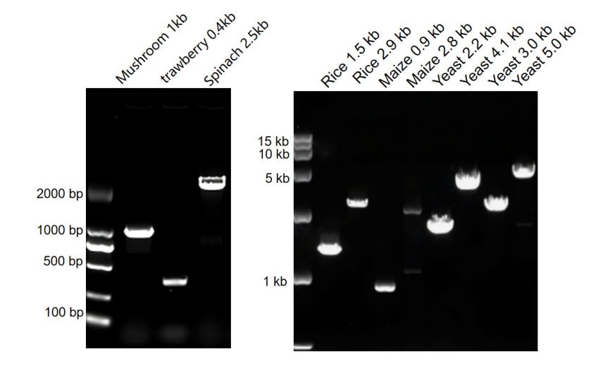 BR1A503 AcuGenix™ Plant Tissue Direct Hifi PCR Kit: Figure 1 Direct PCR performance across diverse sample types
