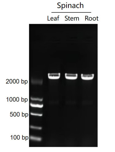 BR1A503 AcuGenix™ Plant Tissue Direct Hifi PCR Kit: Figure 2 Amplification of multiple tissue types from the same plant species