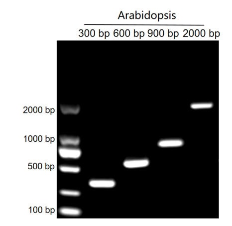 BR1A503 AcuGenix™ Plant Tissue Direct Hifi PCR Kit: Figure 3 Extension rate evaluation, 2 sec/kb