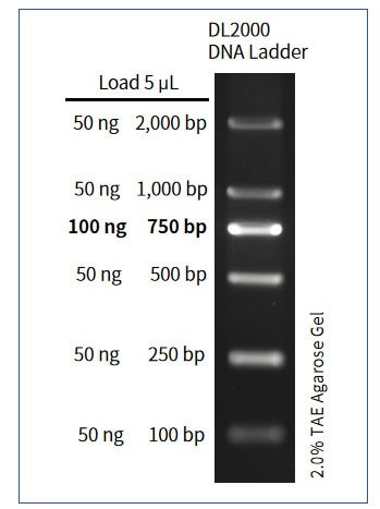 BR1B202 DL2000 DNA Ladder: Gel Electrophoresis Schematic