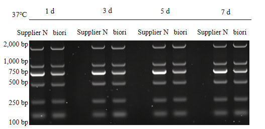 BR1B202 DL2000 DNA Ladder: Stability Test Results