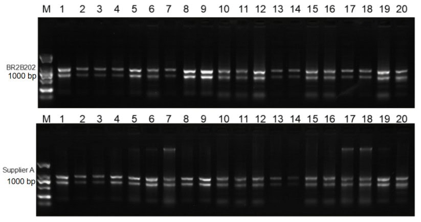BR2B202 AcuGenix™ RNA Fast Plant Extraction Kit: Figure 2 RNA quality benchmark
