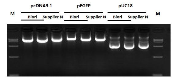 BR2D102 EndoFree Plasmid Maxi Kit: Plasmid Quality and Purity