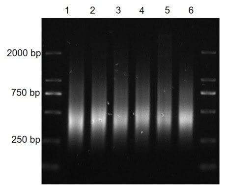 BR3D201 AcuGenix™ Universal DNA Library Prep Kit: Figure 1. Multi-species compatibility validation