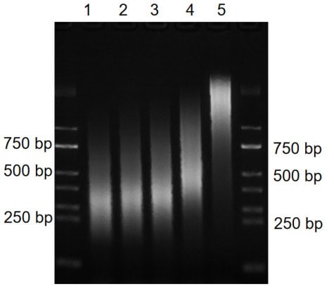 BR3D201 AcuGenix™ Universal DNA Library Prep Kit: Figure 2. EDTA tolerance of the BR3D201 kit