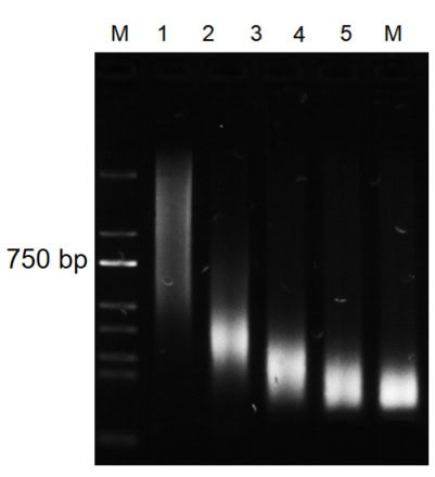 BR3D201 AcuGenix™ Universal DNA Library Prep Kit: Figure 3. Frag Enhancer mitigates organic contaminant inhibition of BR3D201 fragmentation