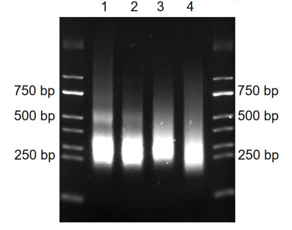 BR3D201 AcuGenix™ Universal DNA Library Prep Kit: Figure 5. Time-dependent fragment size control with BR3D201
