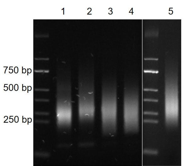 BR3D201 AcuGenix™ Universal DNA Library Prep Kit: Figure 6. Pan-cancer library and capture parity with Supplier V
