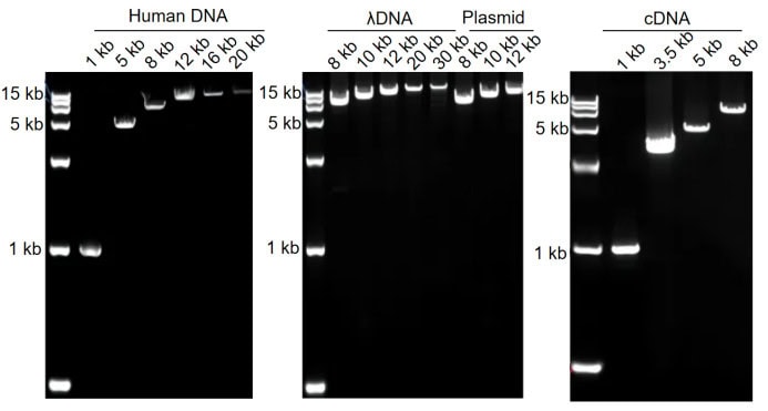 BR3M121 AcuGenix™ LongR Super-Fidelity Master Mix: Figure 2. Amplification performance across human gDNA, λDNA, plasmid, and cDNA templates