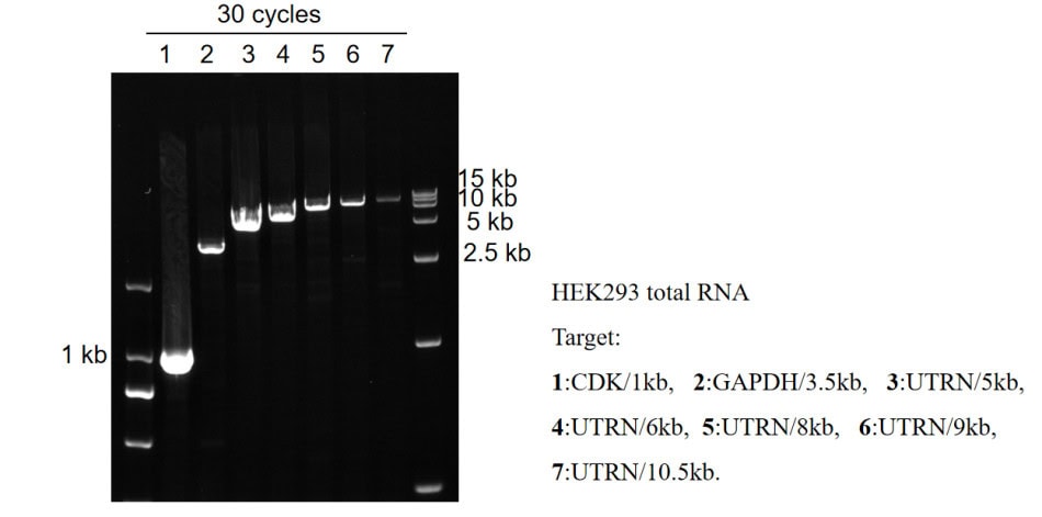 BR3M321 AcuGenix™ LongR One-Step RT-PCR Kit: Figure 1. Amplification performance across 1–10.5 kb targets
