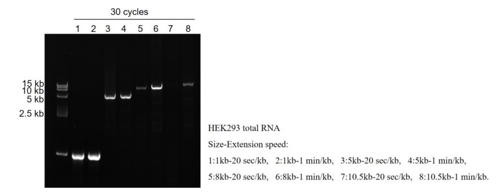 BR3M321 AcuGenix™ LongR One-Step RT-PCR Kit: Figure 2. Extension rate evaluation for 1–10.5 kb targets