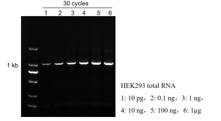 BR3M321 AcuGenix™ LongR One-Step RT-PCR Kit: Figure 3. Template input titration from 10 pg to 1 μg