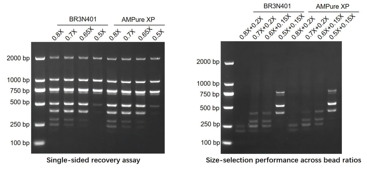 BR3N401 AcuGenix™ NGS DNA Clean Beads: Figure 5. Size-selection profile parity with AMPure XP