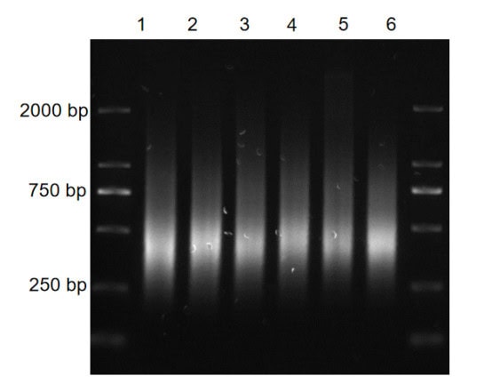 BR3N602 AcuGenix™ Universal DNA Fragmentation Module: Figure 1. Multi-Species Compatibility