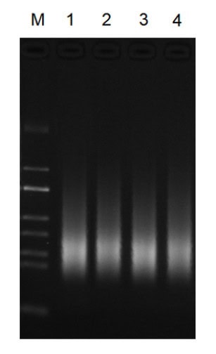 BR3N602 AcuGenix™ Universal DNA Fragmentation Module: Figure 2. Uniform library generation and validated pathogen recovery from clinical DNA