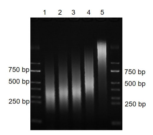 BR3N602 AcuGenix™ Universal DNA Fragmentation Module: Figure 3. EDTA tolerance of the BR3N602 end repair/dA-tailing module