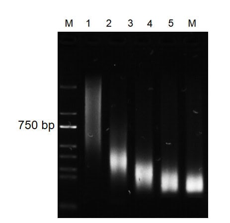 BR3N602 AcuGenix™ Universal DNA Fragmentation Module: Figure 4. Frag Enhancer mitigates organic contaminant inhibition of BR3N602 fragmentation