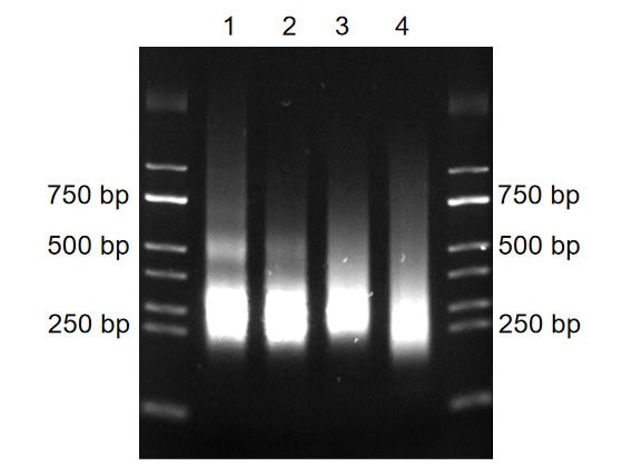 BR3N602 AcuGenix™ Universal DNA Fragmentation Module: Figure 5. Time-dependent size control with BR3N602