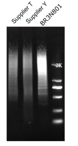 BR3N801 AcuGenix™ First-Strand cDNA Synthesis Kit (for Single-Cell 3′ RNA-Seq): Figure 4. Higher template switching efficiency than competitors