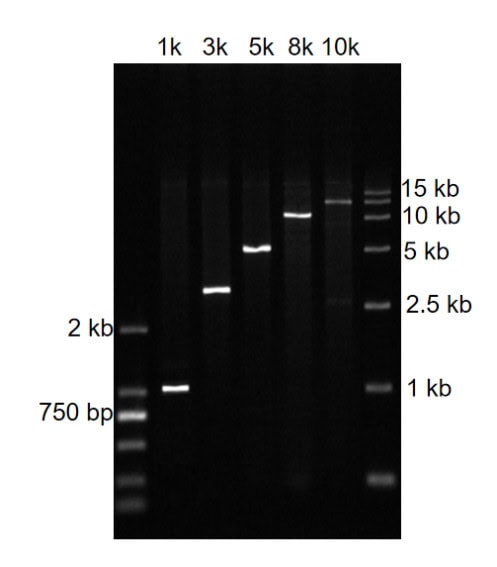 BR3P101 AcuGenix™ AmpHifi HS DNA Polymerase I: Figure 2. Robust long-range synthesis by BR3P101 across 1–10 kb targets