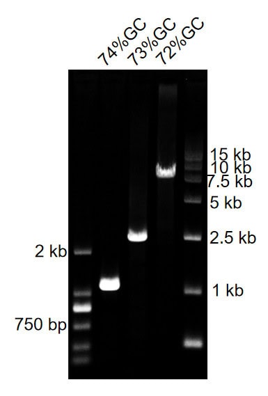BR3P101 AcuGenix™ AmpHifi HS DNA Polymerase I: Figure 3. Robust amplification of high-GC targets