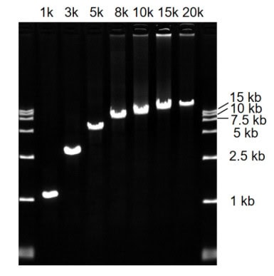 BR3P103 AcuGenix™ AmpHifi HS DNA Polymerase III: Figure 2. Amplification of Targets Across Varying Lengths