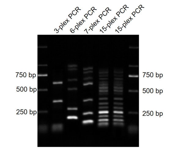 BR3P103 AcuGenix™ AmpHifi HS DNA Polymerase III: Figure 3. Compatibility with GC-Rich Templates